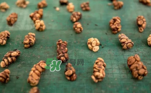 貓屎咖啡是怎么來的？貓屎咖啡的由來