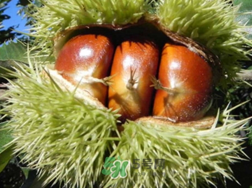 板栗多少錢一斤？糖炒栗子多少錢一斤