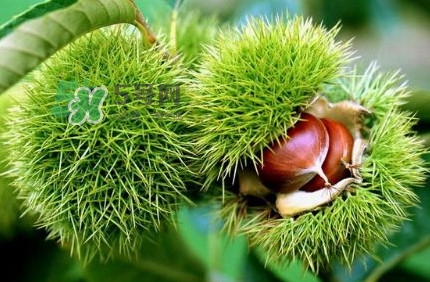 哪里產(chǎn)的板栗最好吃？板栗怎么挑選