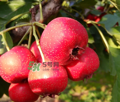 山楂什么人不能吃？山楂什么時(shí)候吃效果好