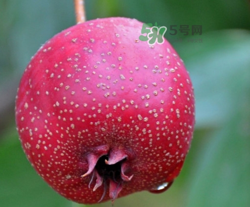 山楂是什么季節(jié)的水果？山楂幾月份成熟