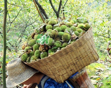 板栗什么時(shí)候上市？板栗什么人不能吃