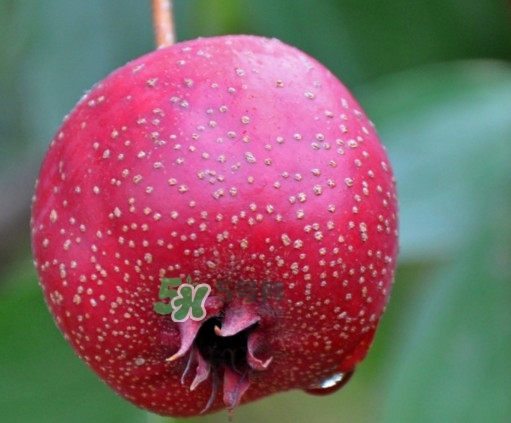 山楂什么人不能吃？山楂什么時(shí)候吃效果好