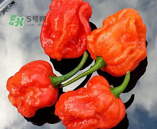 卡羅萊納死神辣椒中國(guó)有嗎？死神辣椒哪里有賣