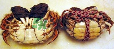 螃蟹怎么吃好吃？螃蟹和什么一起吃最好？