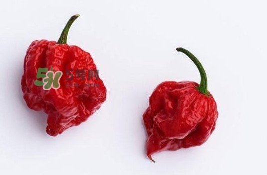 卡羅萊納死神辣椒辣死過(guò)人嗎？死神辣椒究竟有多辣