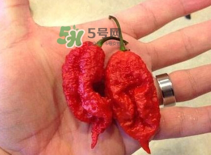 卡羅萊納死神辣椒辣死過(guò)人嗎？死神辣椒究竟有多辣