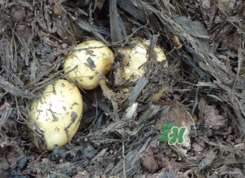 九月份可以種土豆嗎？秋天能種土豆嗎？