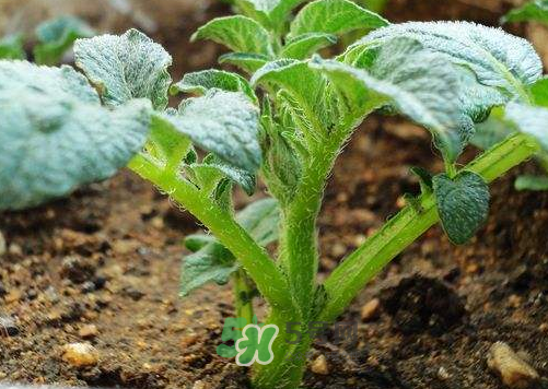 九月份可以種土豆嗎？秋天能種土豆嗎？