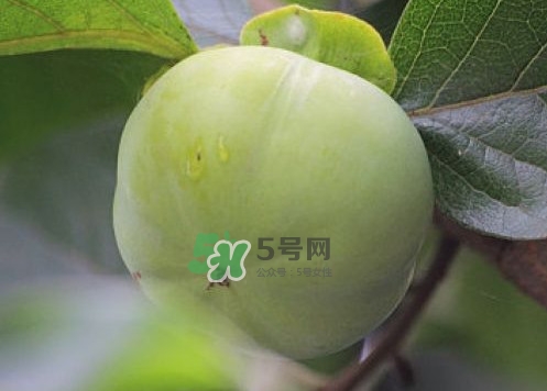 柿子葉能降血糖嗎？青柿子的功效與作用