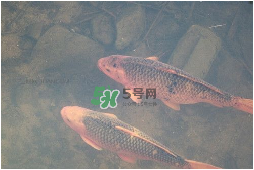 八月份釣魚用什么料好？八月份釣什么魚？