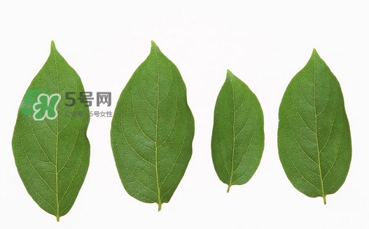 柿子葉能治胃病嗎？柿子葉什么時候采最好