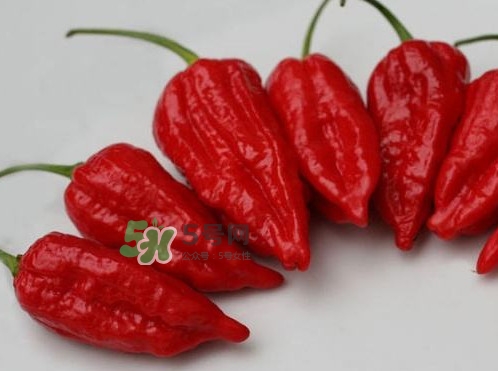 卡羅萊納死神辣椒辣死過(guò)人嗎？死神辣椒究竟有多辣