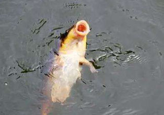 八月份釣魚用什么料好？八月份釣什么魚？