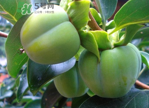 柿子葉能降血糖嗎？青柿子的功效與作用