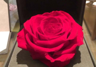 roseonly怎么看真假？roseonly真假對比