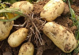 九月份可以種土豆嗎？秋天能種土豆嗎？