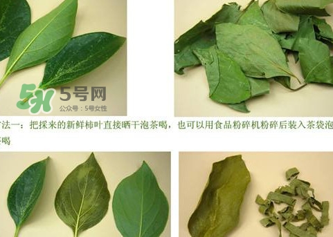 柿子葉能治胃病嗎？柿子葉什么時候采最好