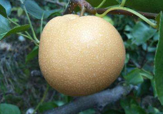 豐水梨產(chǎn)地在哪里？豐水梨是哪里產(chǎn)的？