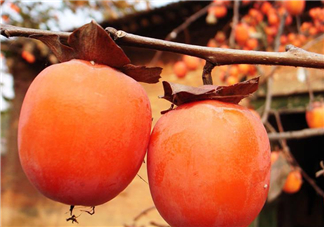 脆柿子好吃還是軟柿子好吃？脆柿子和軟柿子哪個(gè)好吃？