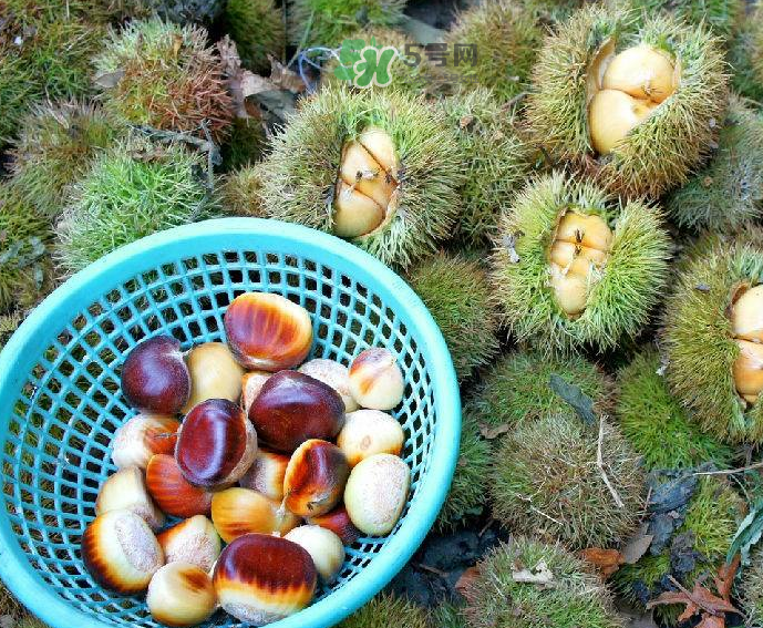 板栗吃多了會(huì)放屁嗎？板栗吃多了胃脹怎么辦？