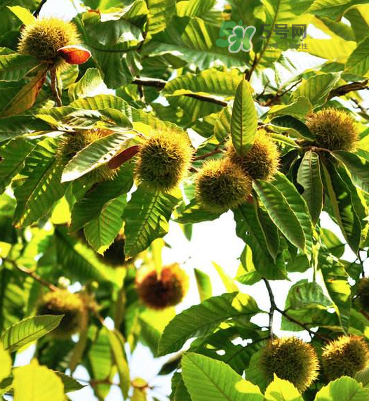 板栗放微波爐加熱多久？板栗放高壓鍋煮多久？