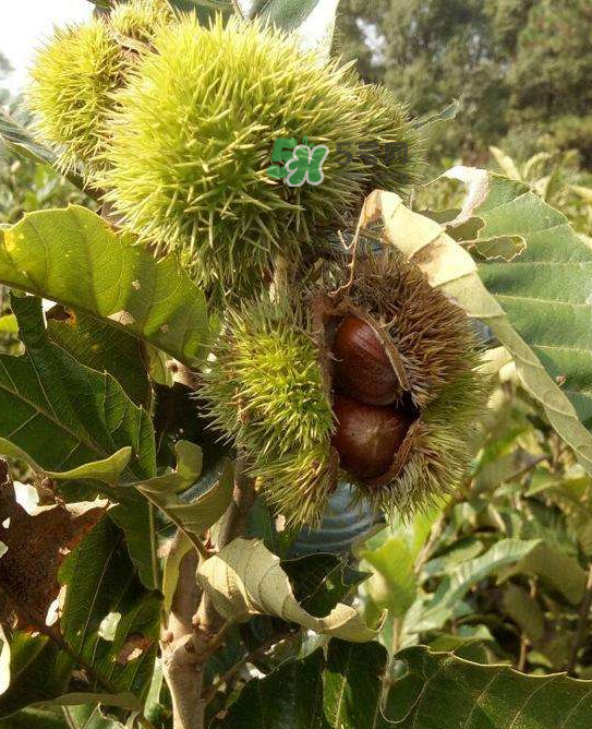 板栗放微波爐加熱多久？板栗放高壓鍋煮多久？