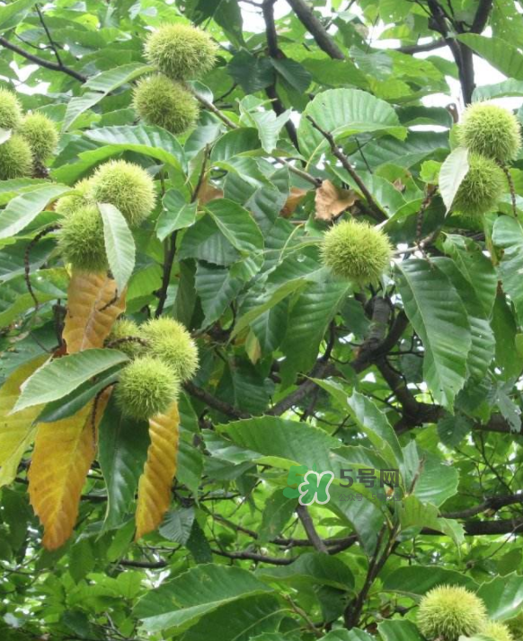 板栗放微波爐加熱多久？板栗放高壓鍋煮多久？