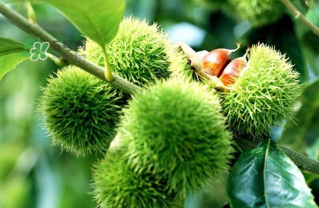 板栗放時間長了能吃嗎？板栗放久了干了能吃嗎？