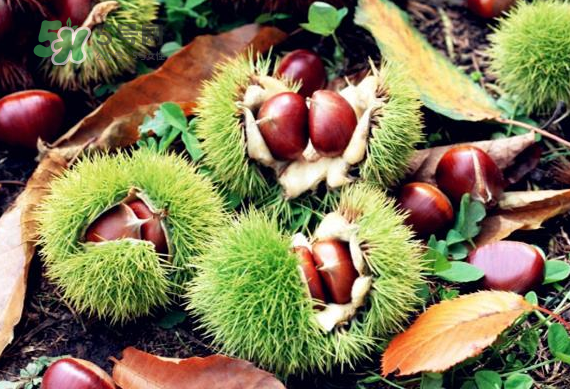 板栗放時間長了能吃嗎？板栗放久了干了能吃嗎？