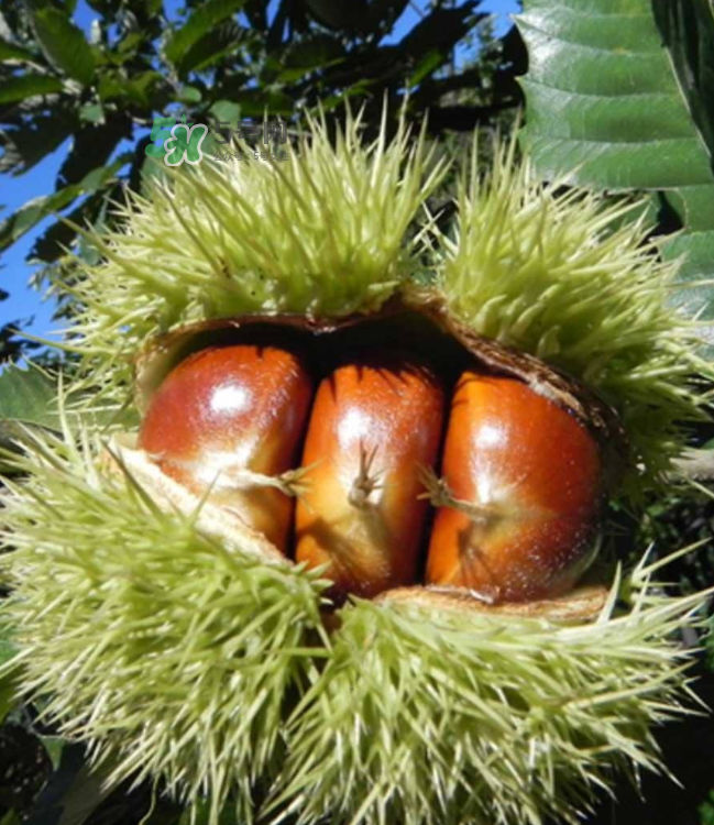 板栗放時間長了能吃嗎？板栗放久了干了能吃嗎？