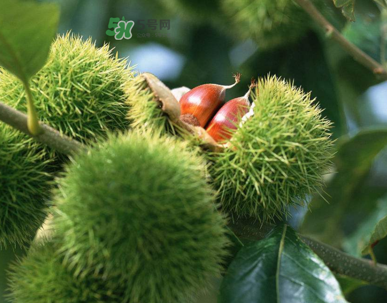 板栗放時間長了能吃嗎？板栗放久了干了能吃嗎？