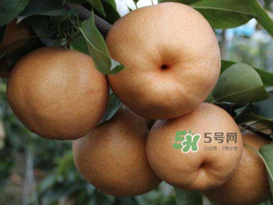 2017豐水梨多少錢一斤？豐水梨價格