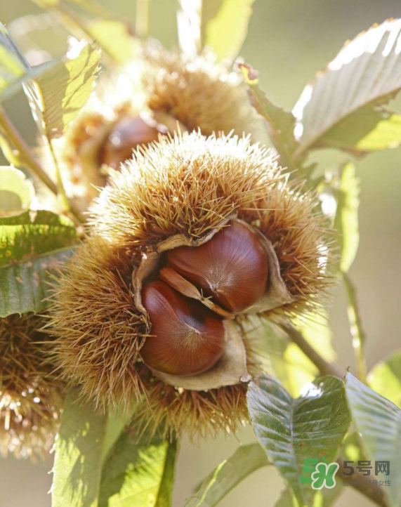 板栗能生吃嗎？板栗生吃好還是熟吃好？