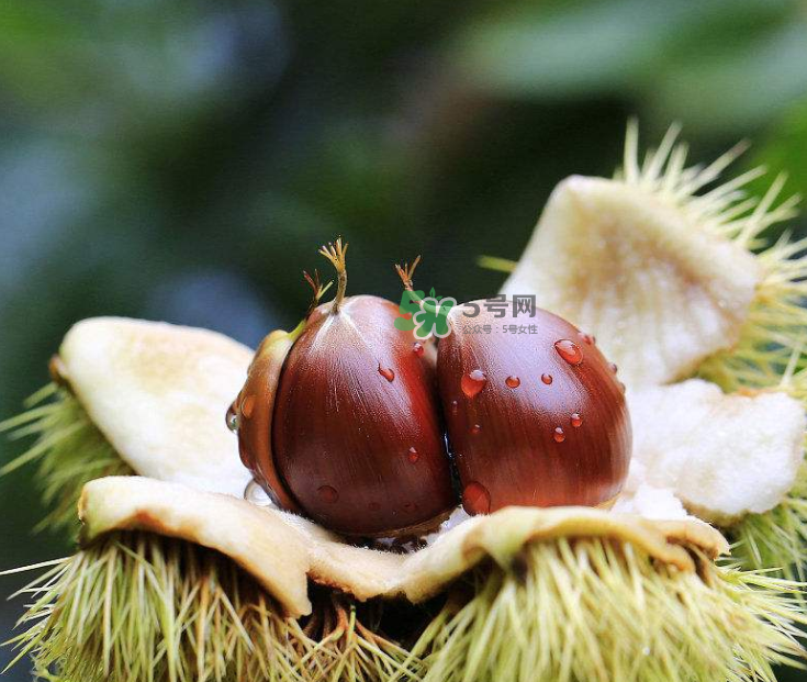 板栗能生吃嗎？板栗生吃好還是熟吃好？