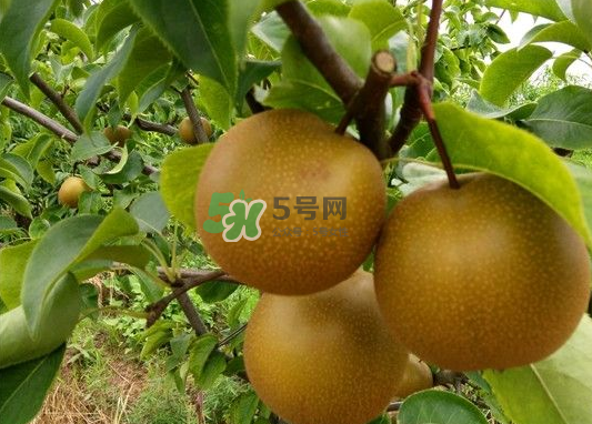 豐水梨產(chǎn)地在哪里？豐水梨是哪里產(chǎn)的？