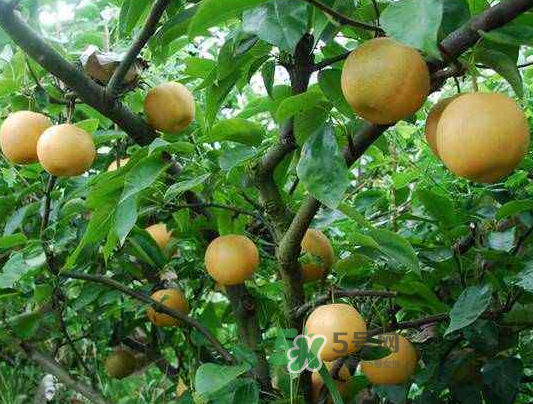 豐水梨產(chǎn)地在哪里？豐水梨是哪里產(chǎn)的？