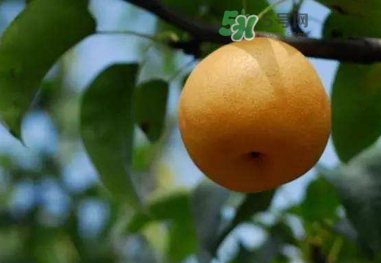 豐水梨什么時(shí)候上市？豐水梨幾月份成熟？