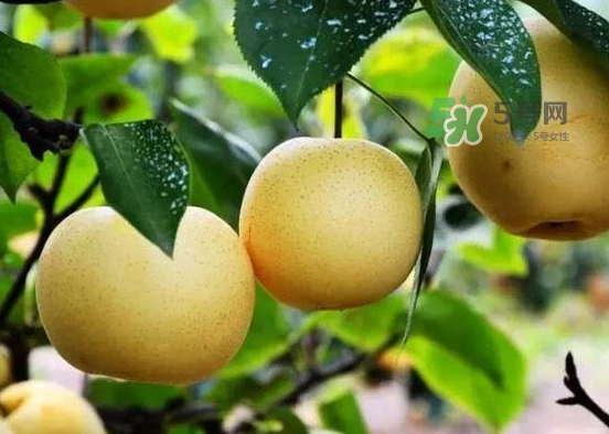 豐水梨什么時(shí)候上市？豐水梨幾月份成熟？