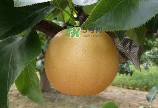 豐水梨什么時(shí)候上市？豐水梨幾月份成熟？