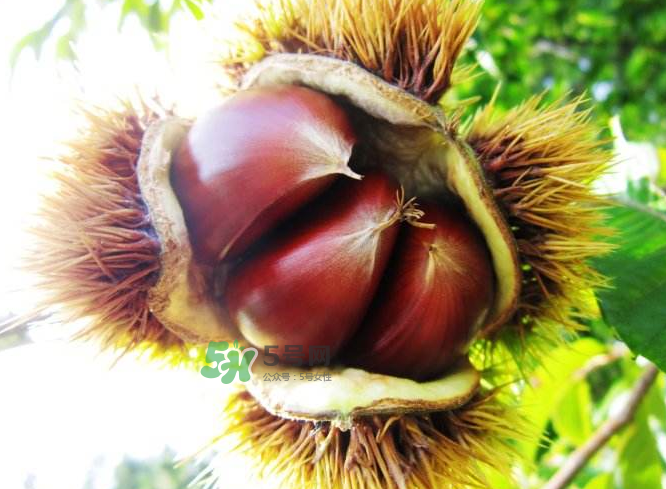 板栗能補腎嗎？板栗補腎陰還是腎陽？