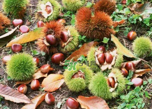 板栗能補腎嗎？板栗補腎陰還是腎陽？