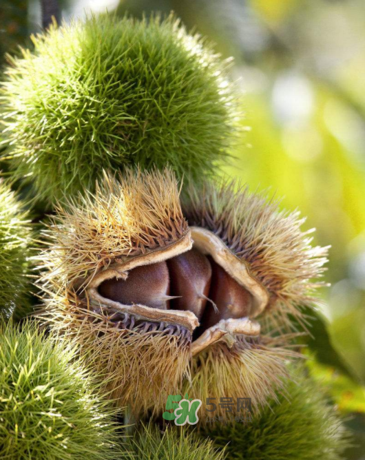 板栗怎么炒好吃又香？板栗怎么炒容易剝殼？