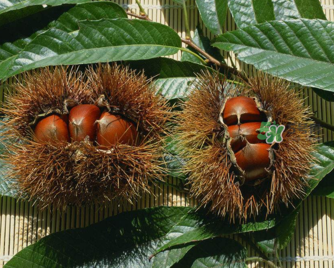 板栗怎么炒好吃又香？板栗怎么炒容易剝殼？