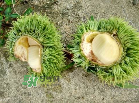 嫩板栗可以吃嗎？嫩板栗怎么吃？