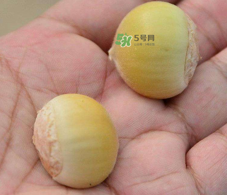 嫩板栗可以吃嗎？嫩板栗怎么吃？