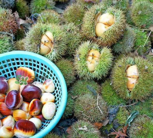 嫩板栗可以吃嗎？嫩板栗怎么吃？