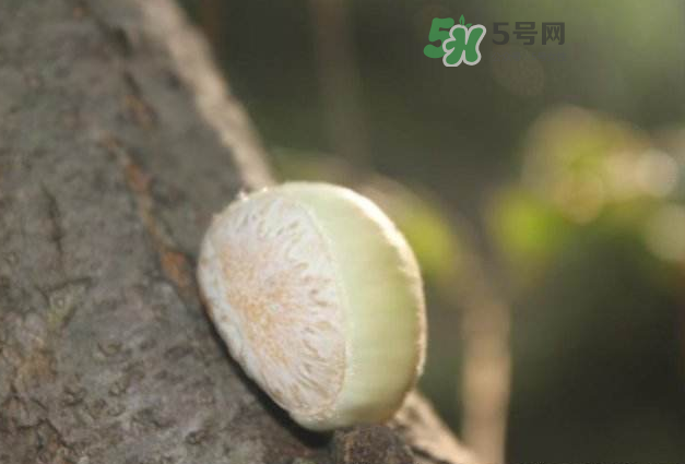 嫩板栗怎么保存？嫩板栗保存方法