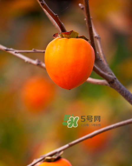 脆柿子好吃還是軟柿子好吃？脆柿子和軟柿子哪個(gè)好吃？