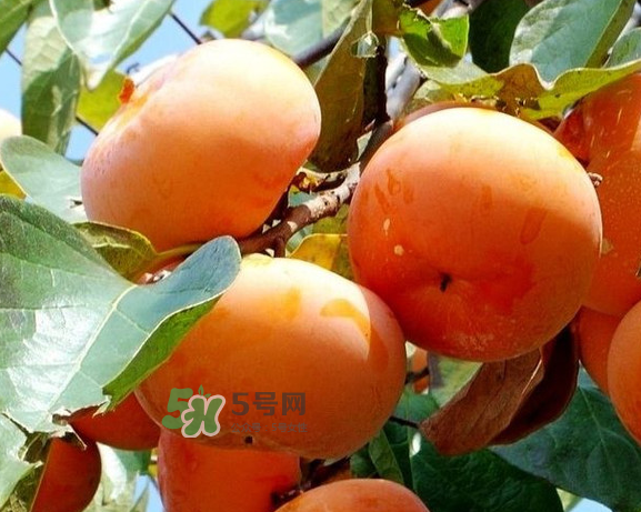 柿子澀是什么原因？柿子如何去澀？